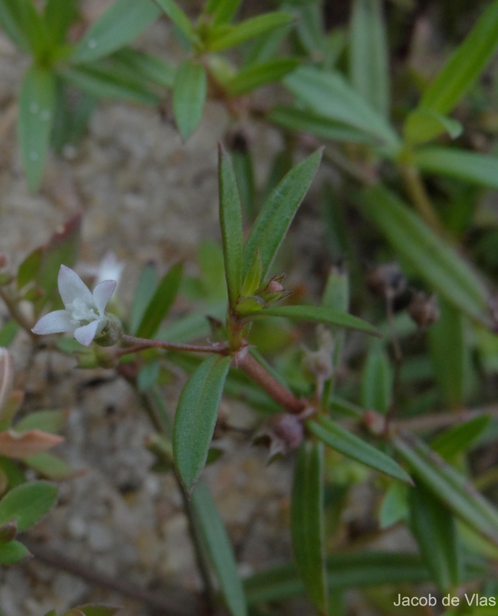 Oldenlandia umbellata L.